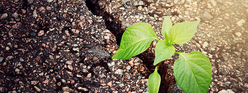 planta_växer i asfalten.jpg