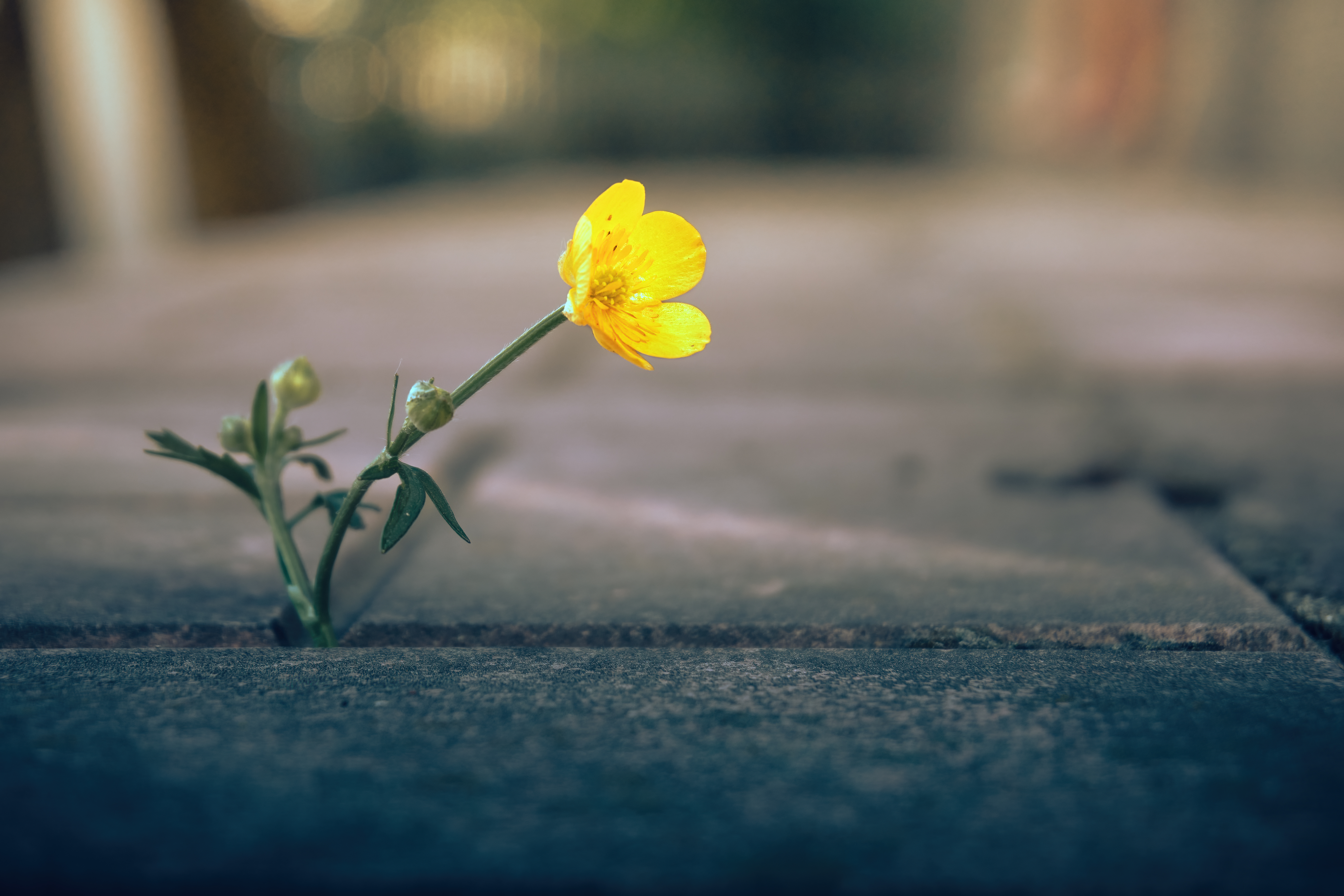 mp56198413-a-lone-yellow-flower-on-paving-slabs-a-soft-selective.jpg