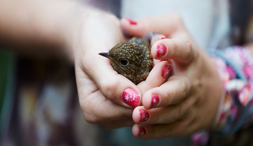 Young hands holding bird