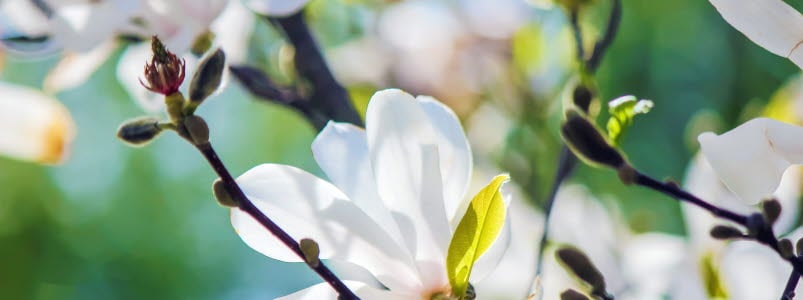 Vita magnoliablommor på en gren