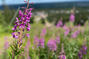 Bedömningsmetoder och diagnostik