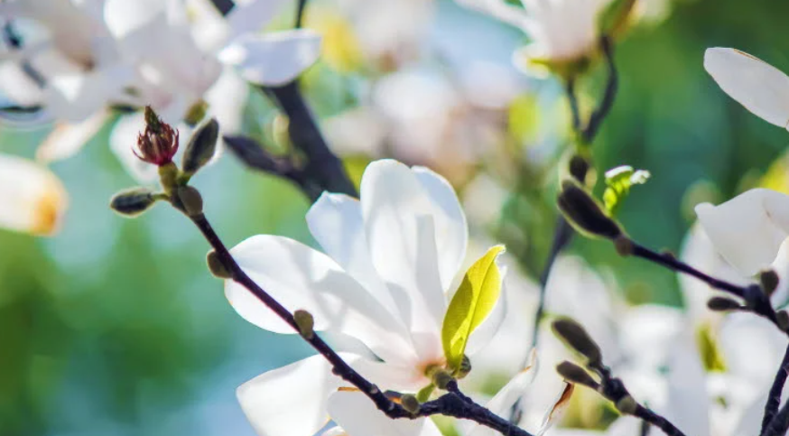 magnolia.png