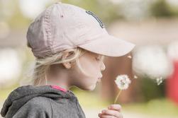 Flicka blåser fröer från utblommad maskros