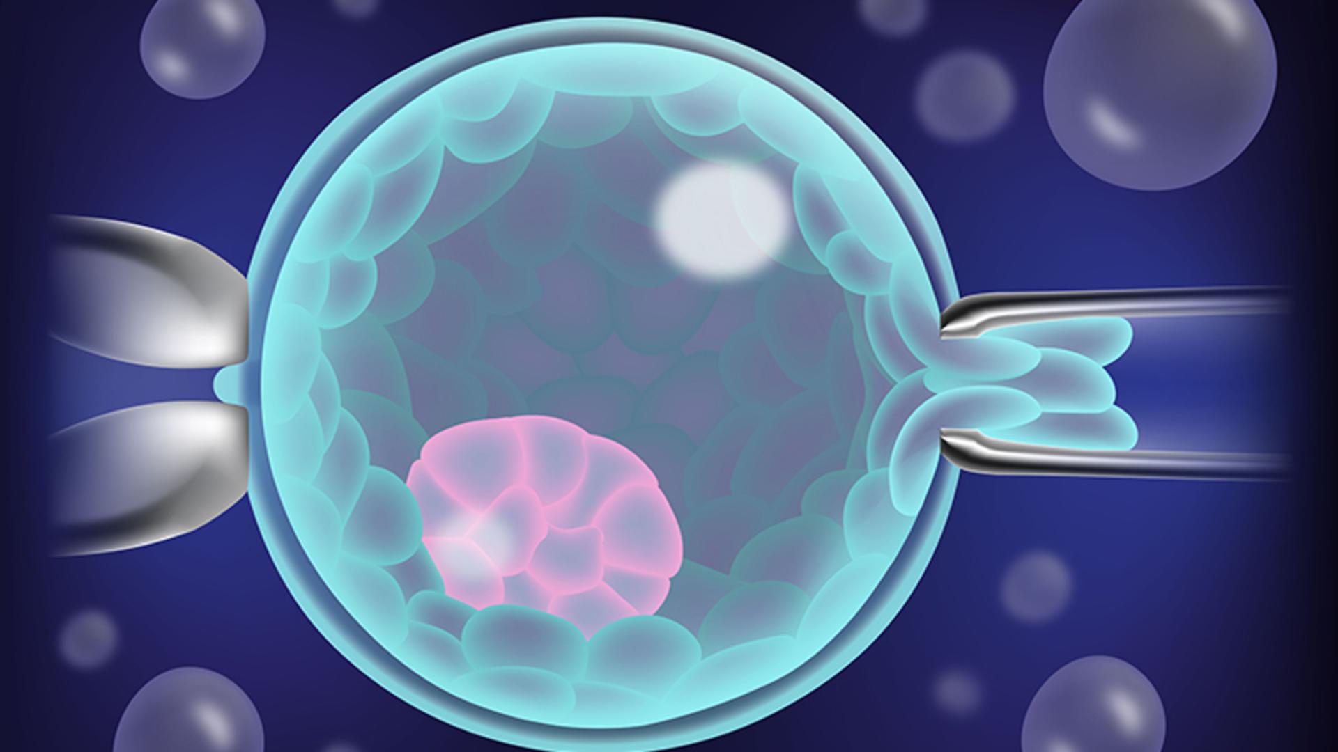 Embryo i blastocyststadiet, biopsi görs på embryot för att utföra preimplantatorisk genetisk testning