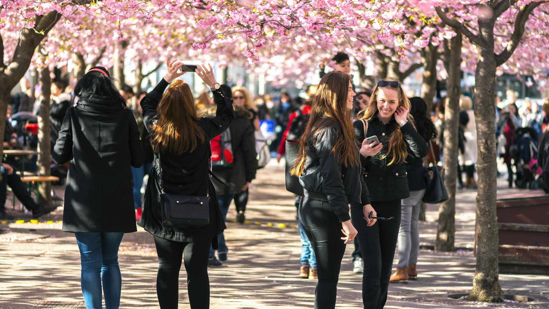 Människor som går under körsbärsträden i Kungsträdgården i Stockholm