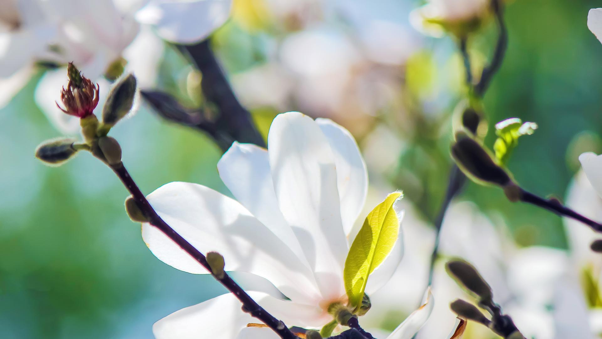 Vita magnoliablommor på en gren