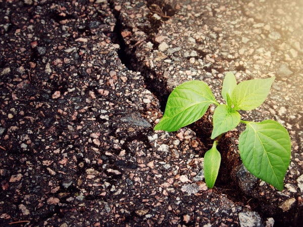 Grön växt som spricker fram ur asfalten.