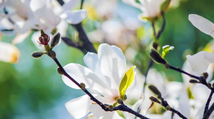 Vita magnoliablommor på en gren