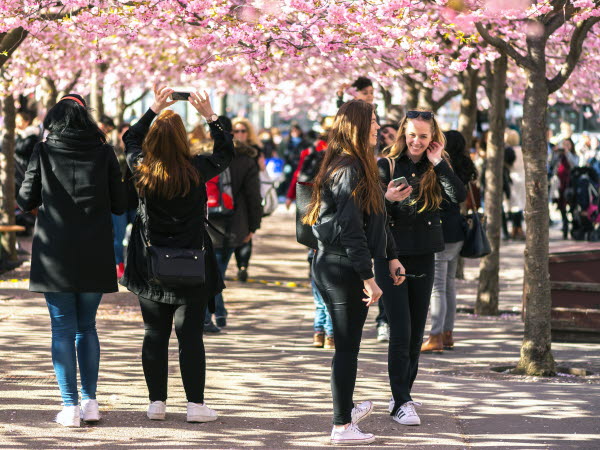 Människor som går under körsbärsträden i Kungsträdgården i Stockholm