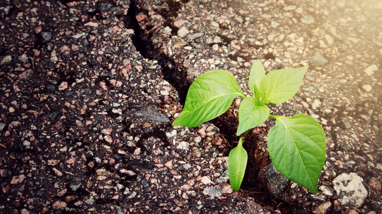 Grön växt som spricker fram ur asfalten.